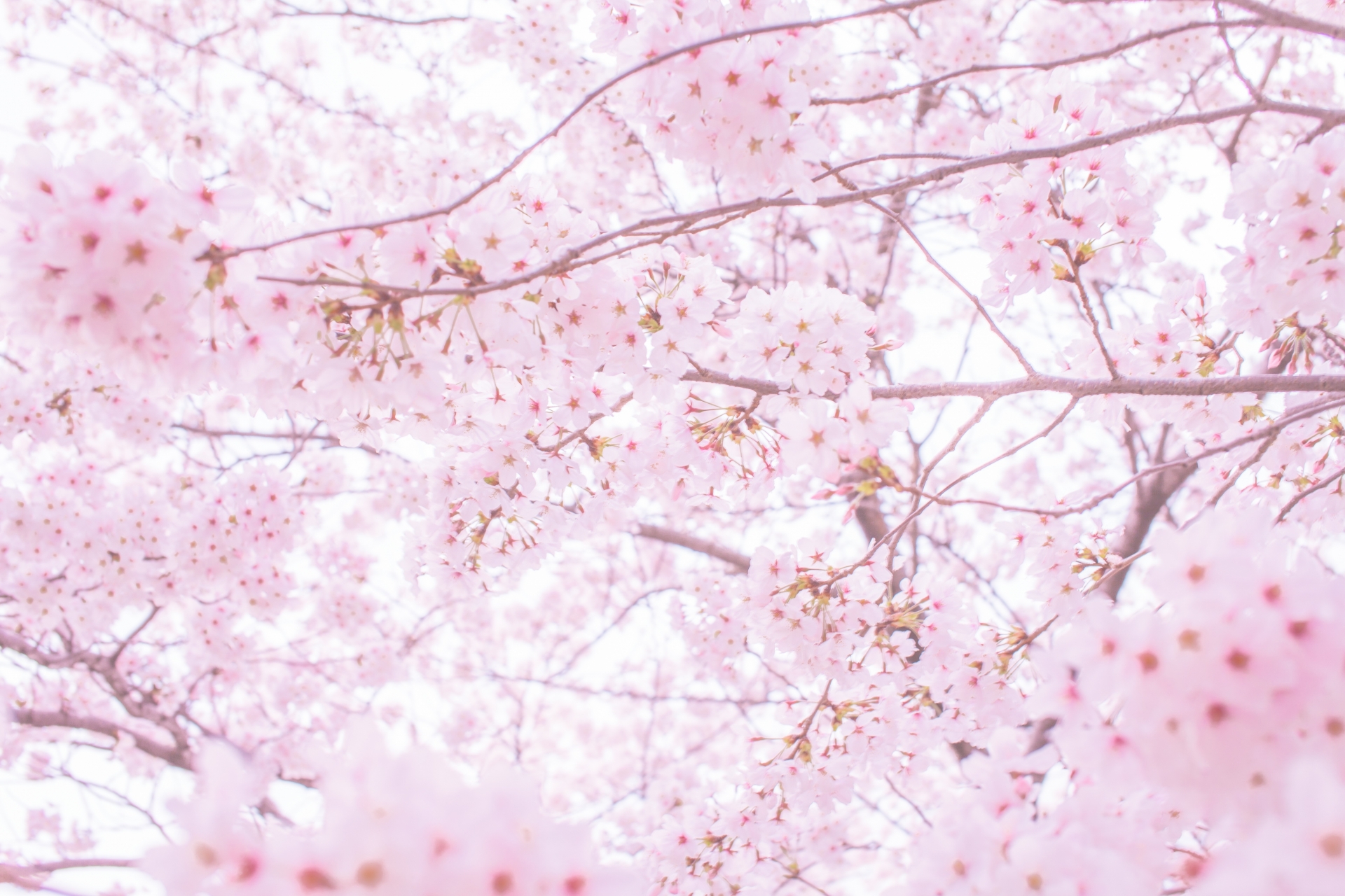 川口市近郊 駅から近い桜の名所5選　歩いて行けるお花見スポット