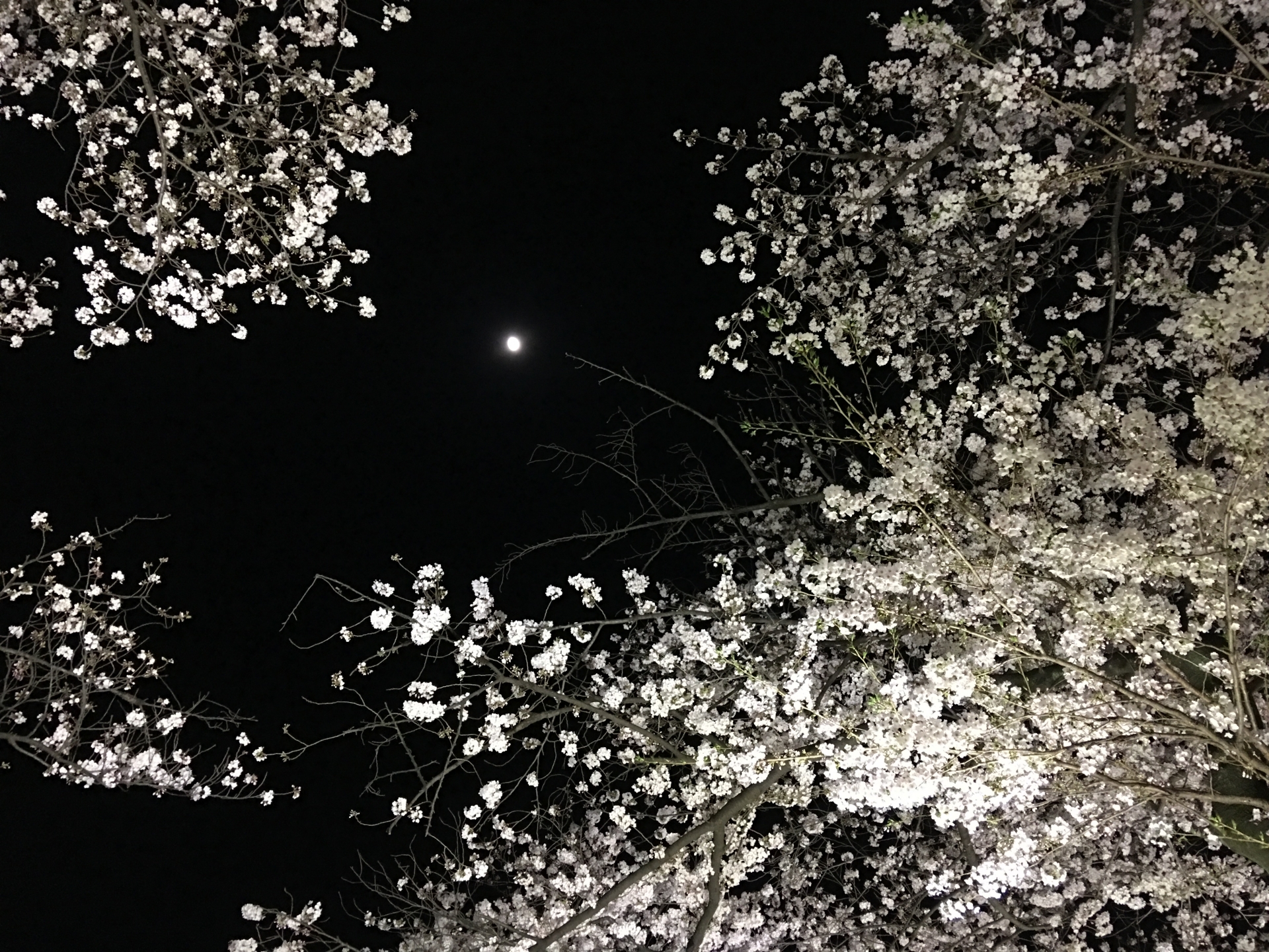埼玉の夜桜スポット駅近おすすめは？川口市京浜東北線の穴場はココ！