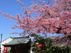 密蔵院(川口)のアクセスや駐車場の混雑具合は？安行桜の満開見頃に訪問！