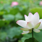 丹田(たんでん)・百会(ひゃくえ)など場所確認。重要8部位のツボと効果