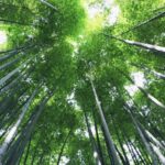 川口市の氏神様確認方法とお祓いやお水取り可・御朱印のある神社一覧