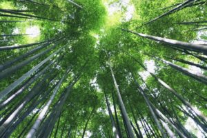 川口市の氏神様確認方法とお祓いやお水取り可・御朱印のある神社一覧